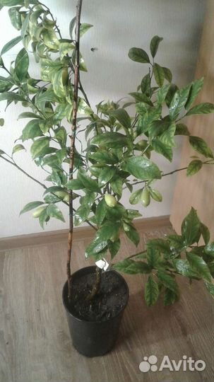 Лимон плодоносящий крупномер. До 1.3 м. Доставка