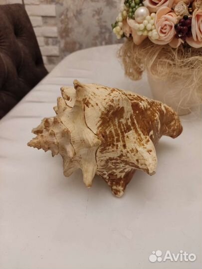 Ракушка морская большая из Кубы