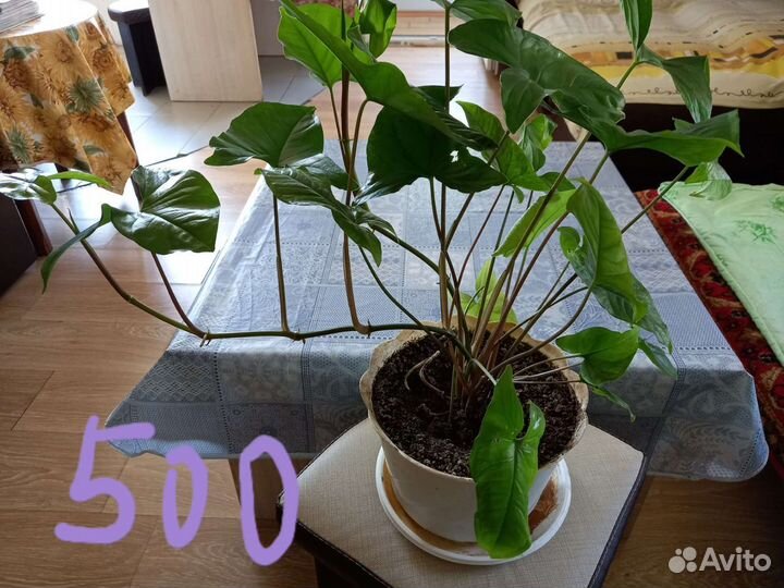 Комнатные цветы шефлера