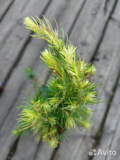 Ель Канадская