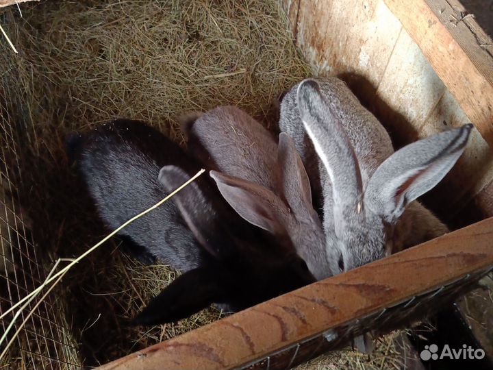 Кролики 3 месяца