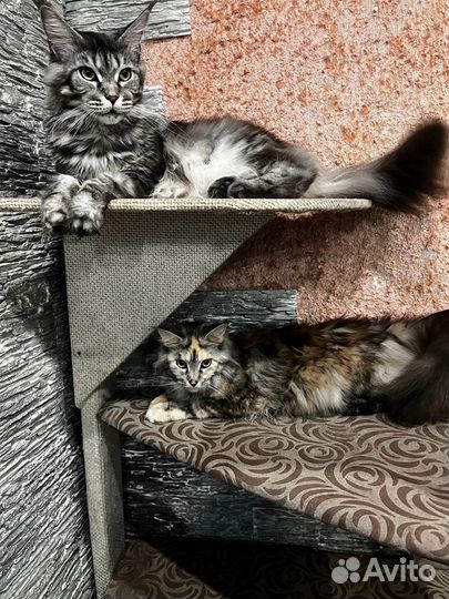 Кошки мейн-кун