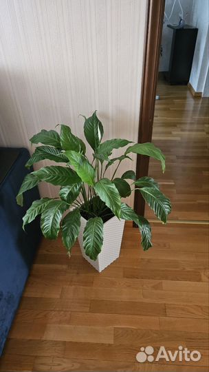 Спатифиллум уоллиса