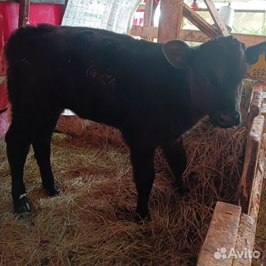 Т бычки и телочки