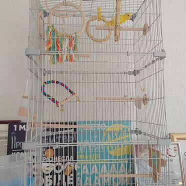 Конарейка самец