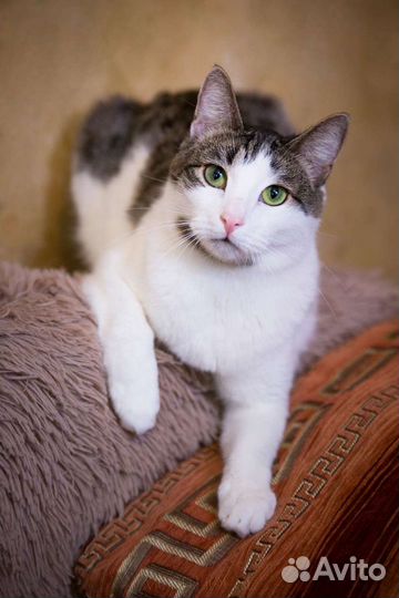 Весёлый котик Лёлик ждёт семью