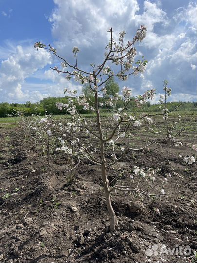 Саженцы яблонь крупномеров 7-10 лет