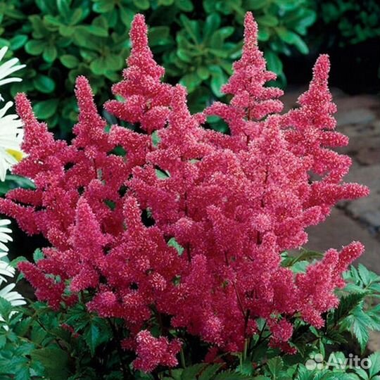 Астильбы японские