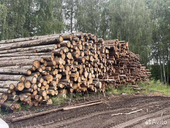 Пиловочник Осиновый