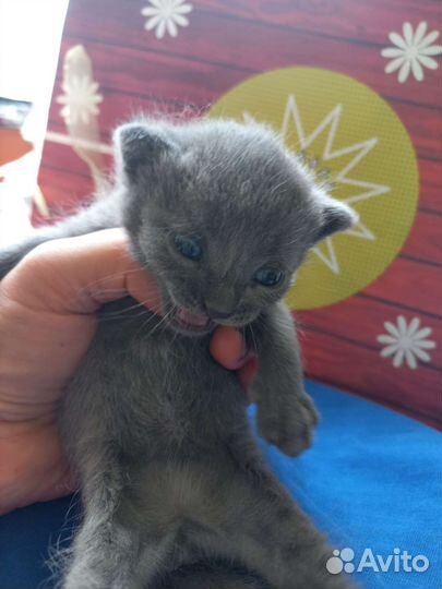 Два котенка,мальчик и девочка,родились 29.05.2023