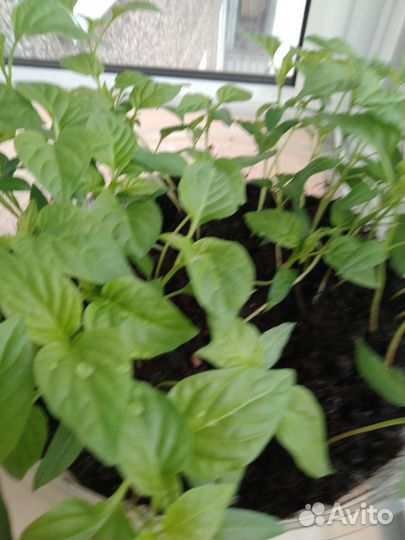 Рассада перца