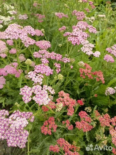 Ахиллея Тысячелистник Многолетние