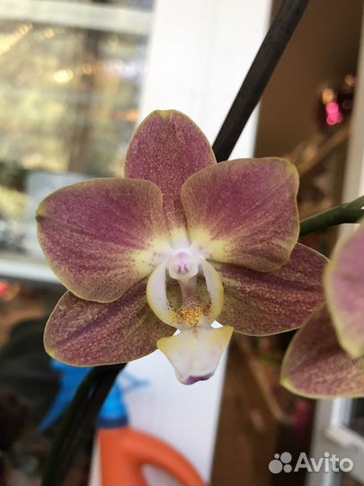 Орхидея Горизонт