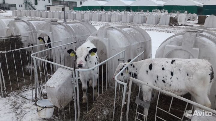 Телята бычки