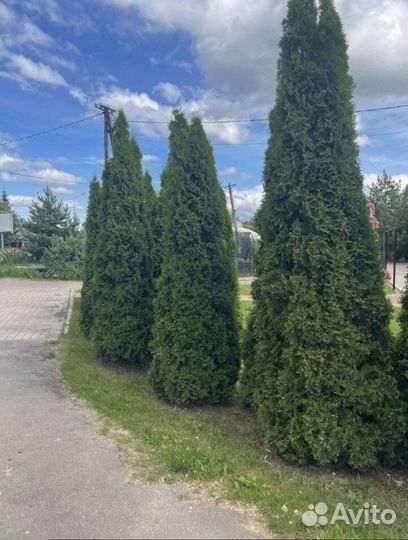 Туи зеленые