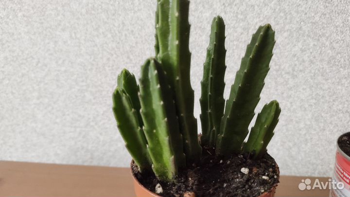 Стапелия крупноцветковая