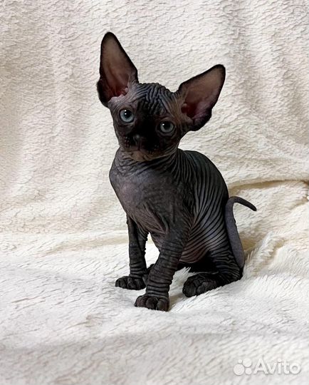 Канадский сфинкс