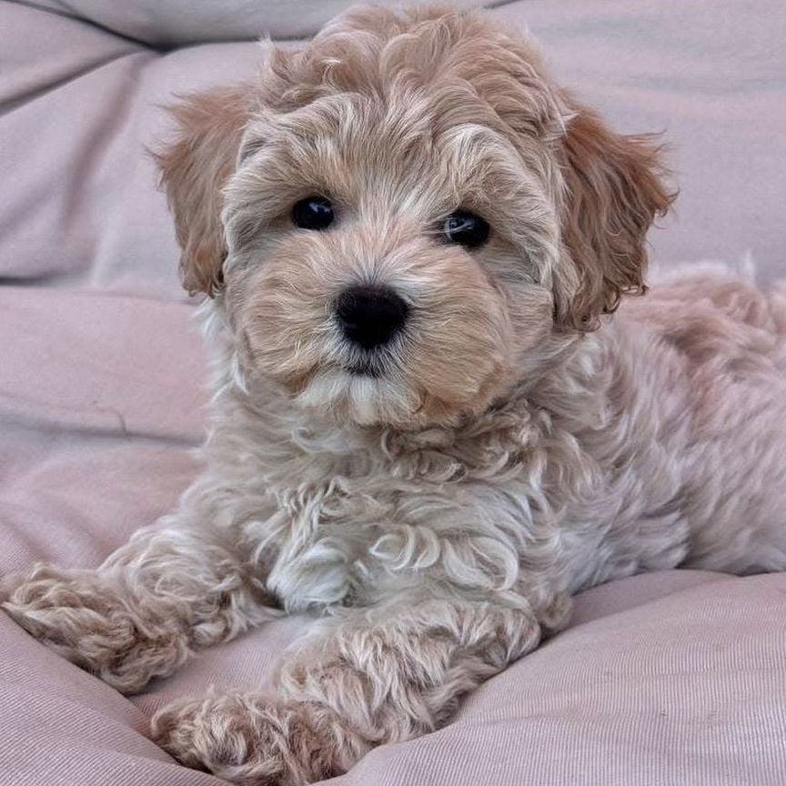 Мальтипу. Супер мини малыш. Maltipoo f1. Mini