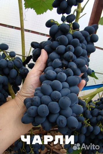 Черенки-чубуки столового винограда сорта разные