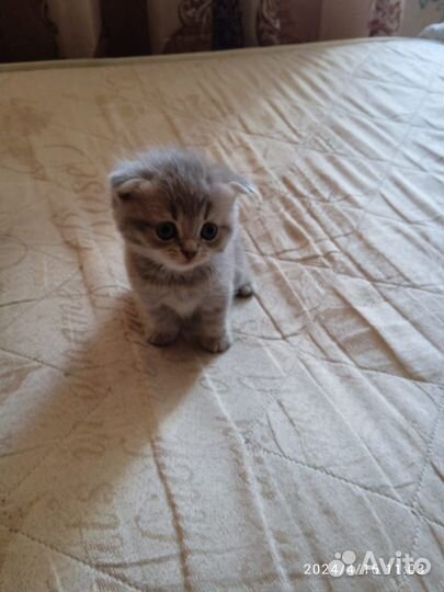 Шотландские котята