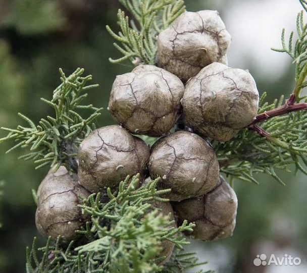 Лакомство для белок