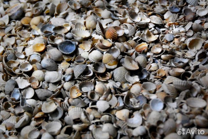 Морская ракушка Чёрного Моря