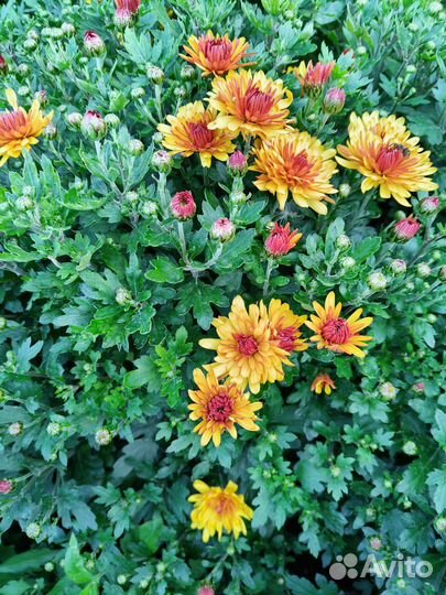 Хризантемы мультифлора