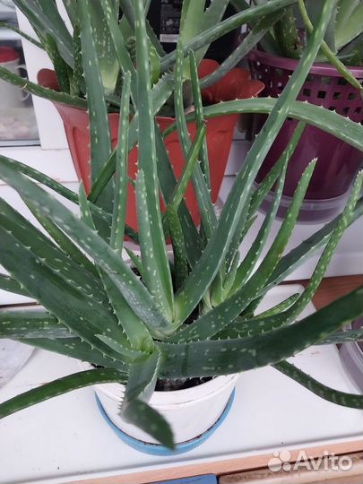 Алоэ вера лечебный