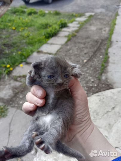 Котята бесплатно в добрые руки