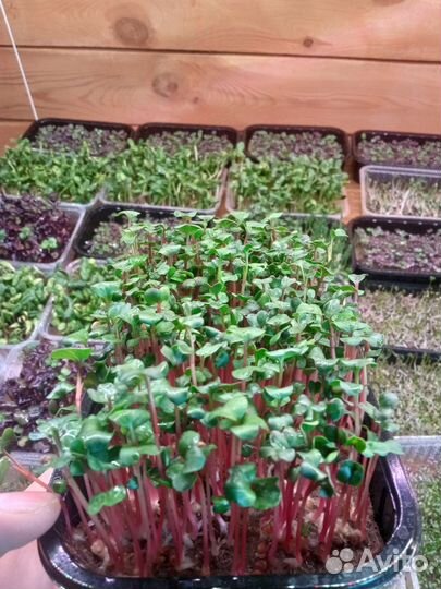 Микрозелень Базилик Редис Санго