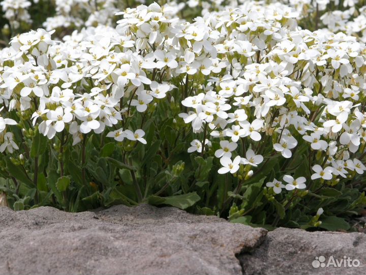 Арабис белый