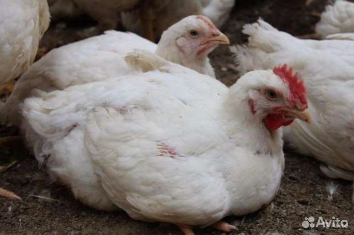 Цыплята бройлера круглый год