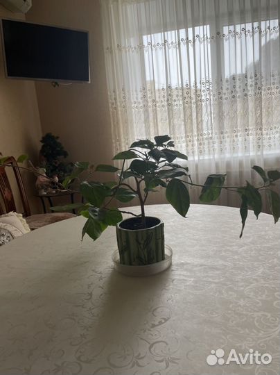 Бугенвиллия цветущая