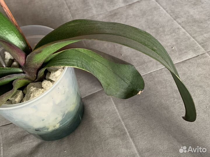 Дендробиум фаленопсис орхидея