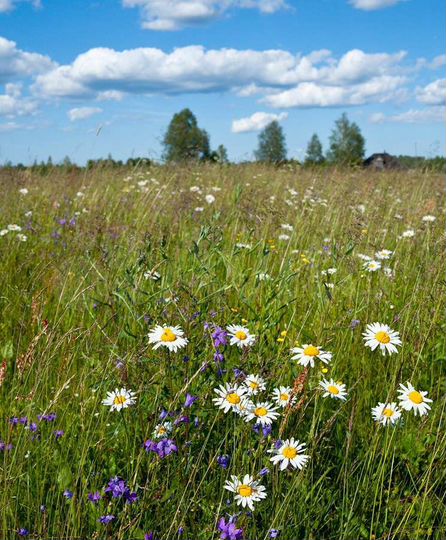 Участок 30 сот. (ИЖС)