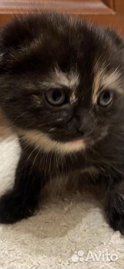 Вислоухие котята