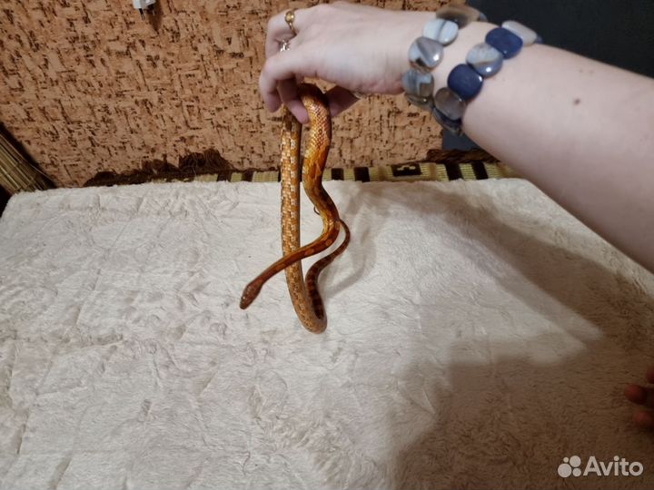 Маисовый полоз с террариумом