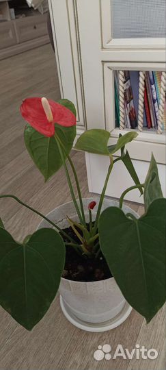 Комнатные цветы антуриум
