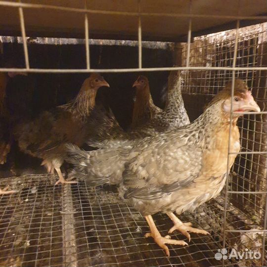 Куры молодки