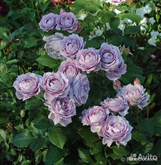 Роза Новалис