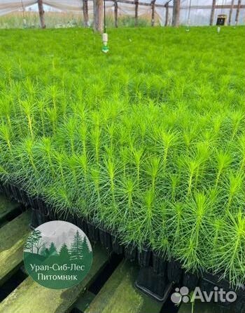 Сеянцы зкс Сосна окс Ель Лиственница Горная