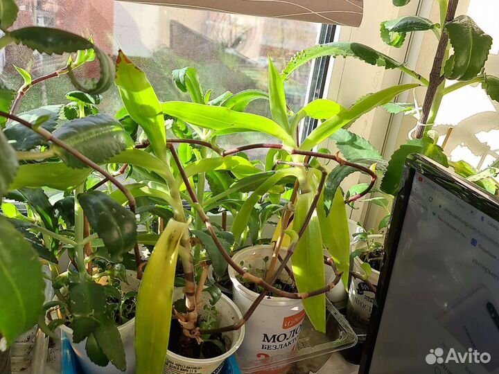 Золотой ус алое каланхое спатифиллум