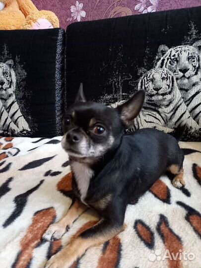 Вязка чихуахуа кобель