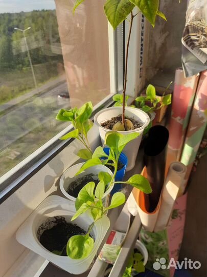 Рассада петунии