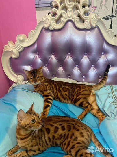 Бенгальские котята
