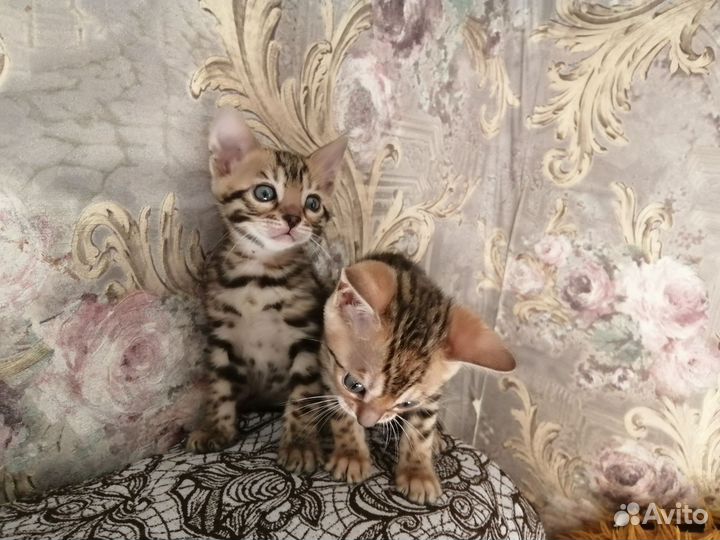 Бенгальская