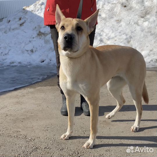 Собака шарпей метис девочка
