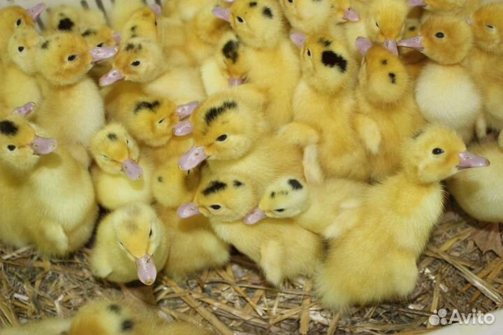 Утята Мулард, гуси и другие водоплавающие