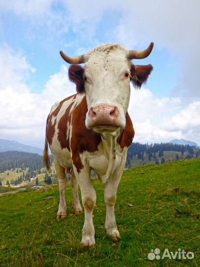 Корова дойная