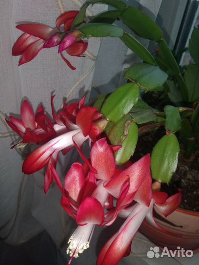 Цветок декабрист